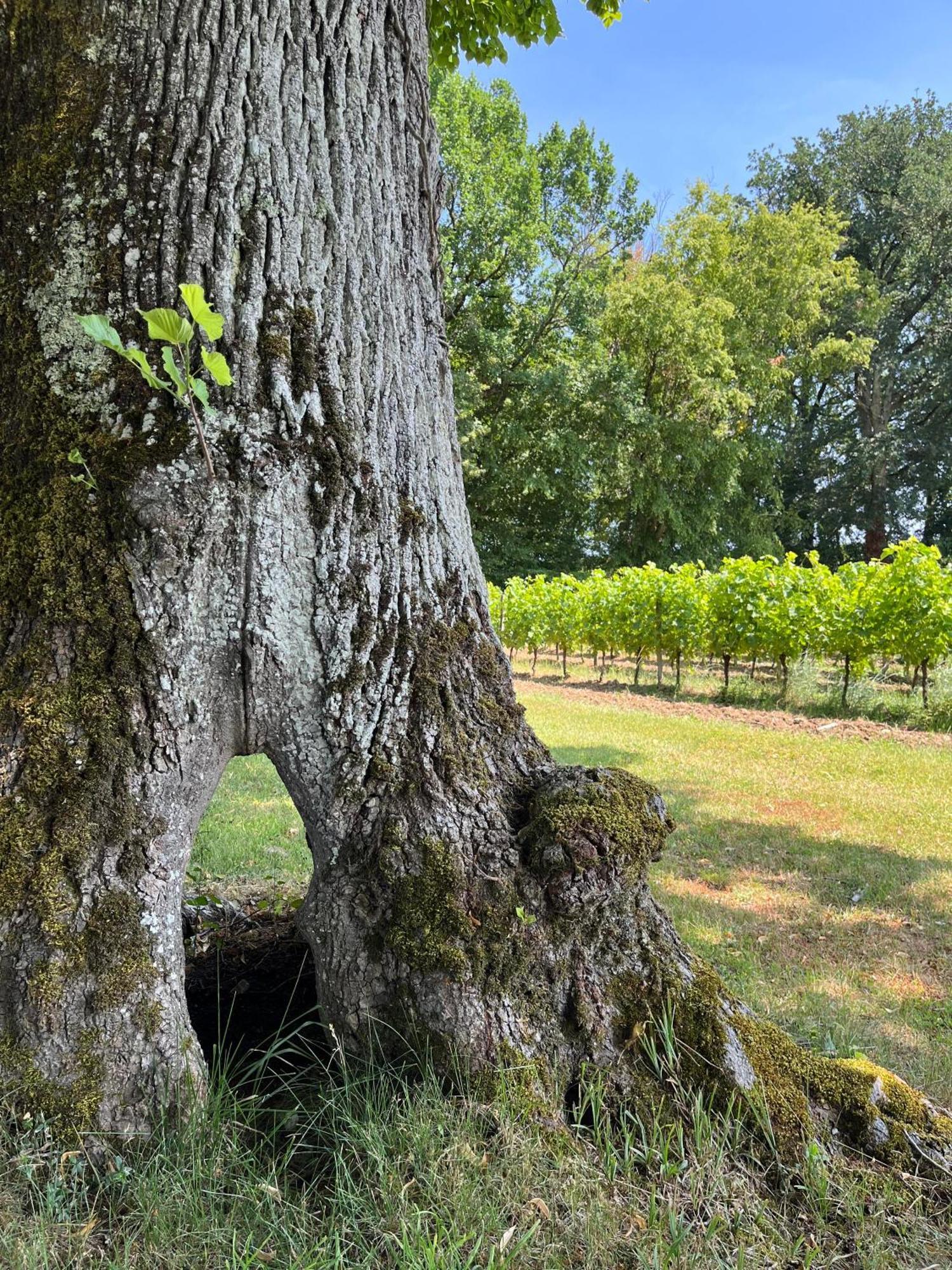 Chateau Carbonneau Pessac-sur-Dordogne Exteriör bild